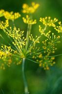 flower condiment