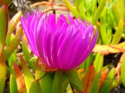 pink ice plant bud