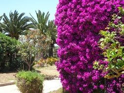 mediterranean garden