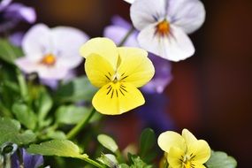 violet yellow white flower blossom bloom