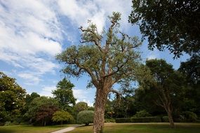 cork oak tree in a park