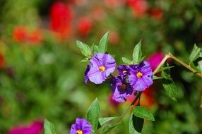 macro photo of terrific garden bush with purple flowers