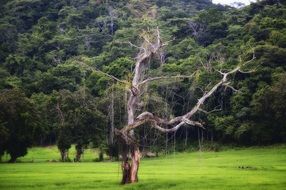 costa rica america tree