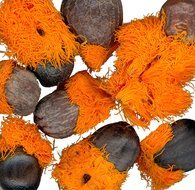 closeup of strelitzia seeds