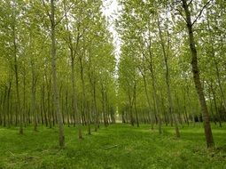green poplars in park at spring