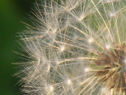 dandelion seeds on blurred background closeup