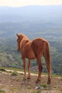 Horse on the landscape