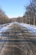 road among the forest in the snow