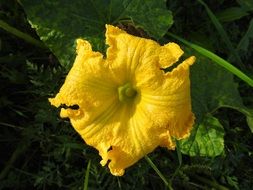 Yellow pumpkin flower blossoms