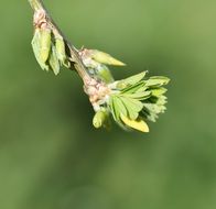 buds of ornamental plant