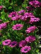 purple gerbera on a bush