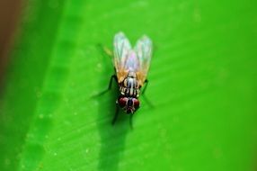 insect on a bright green background closeup