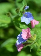 multicolored flowers of pulmonaria on a blurred background