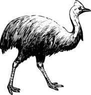 drawing of a walking ostrich