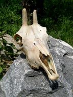 goat skull on stone