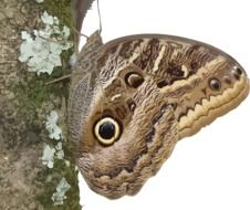 butterfly insect on the tree