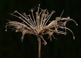 dried flowers on a black background