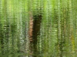 forest reflection inthe river water