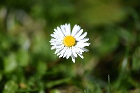 daisy flower plant macro photo