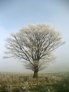 beautiful tree in the snow in winter