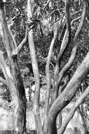 tree in sri lanka in black and white image