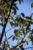 closeup photo of tree branches with green leaves against blue sky