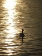 silhouette of a swan on the water in the bright rays of sunset