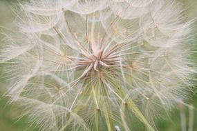 ripe seed head of tragopogon close up