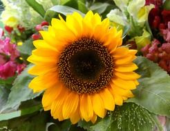 perfect nature flower sun
