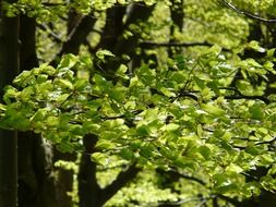 green clusters of beech on a sunny day close-up on blurred background