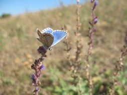 blue butterfly on the meadow flower