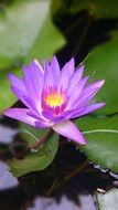 delightful beauty lotus