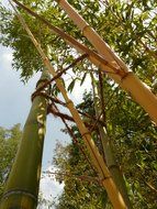 bottom view of the bamboo garden