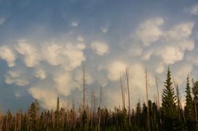 cumulus white clouds in the sky