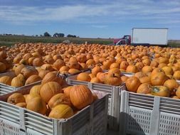 Orange and yellow pumpkin harvest folded in boxes in Colorado