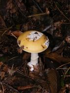 russula on the forest floor