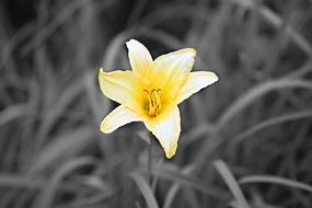 yellow flower on gray background