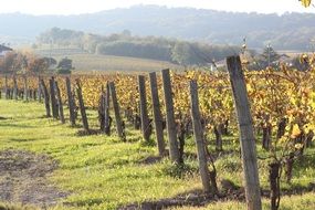 vineyard with yellow leaves in autumn