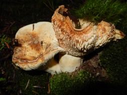 unusual mushrooms among green moss under the sun