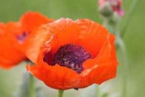 orange poppies close-up