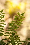 fern leaves on a blurred background