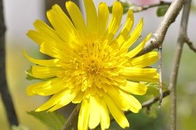 yellow flower on a branch close-up on blurred background