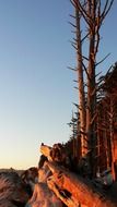 forest on rock at sunset, usa, washington