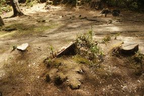 cutting down indigenous forests
