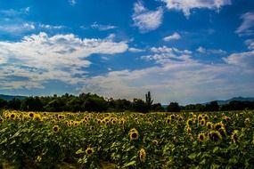 summer yellow field of sunflowers