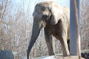 powerful elephant in the zoo