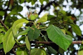 unripe green apple fruits on the tree with green leave