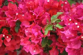 bougainvillea red flower plant
