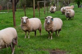 sheep on a farm in australia
