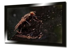 fly on the screen is like digital art